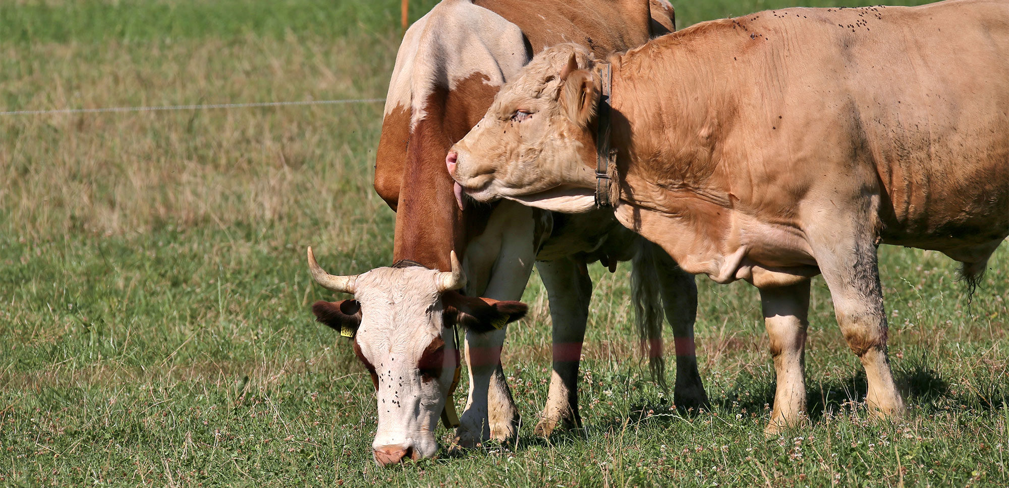 Differences between organic dairy cows sired by artificial insemination
